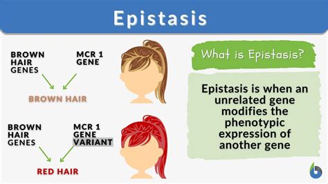 epitasi|Epistasis